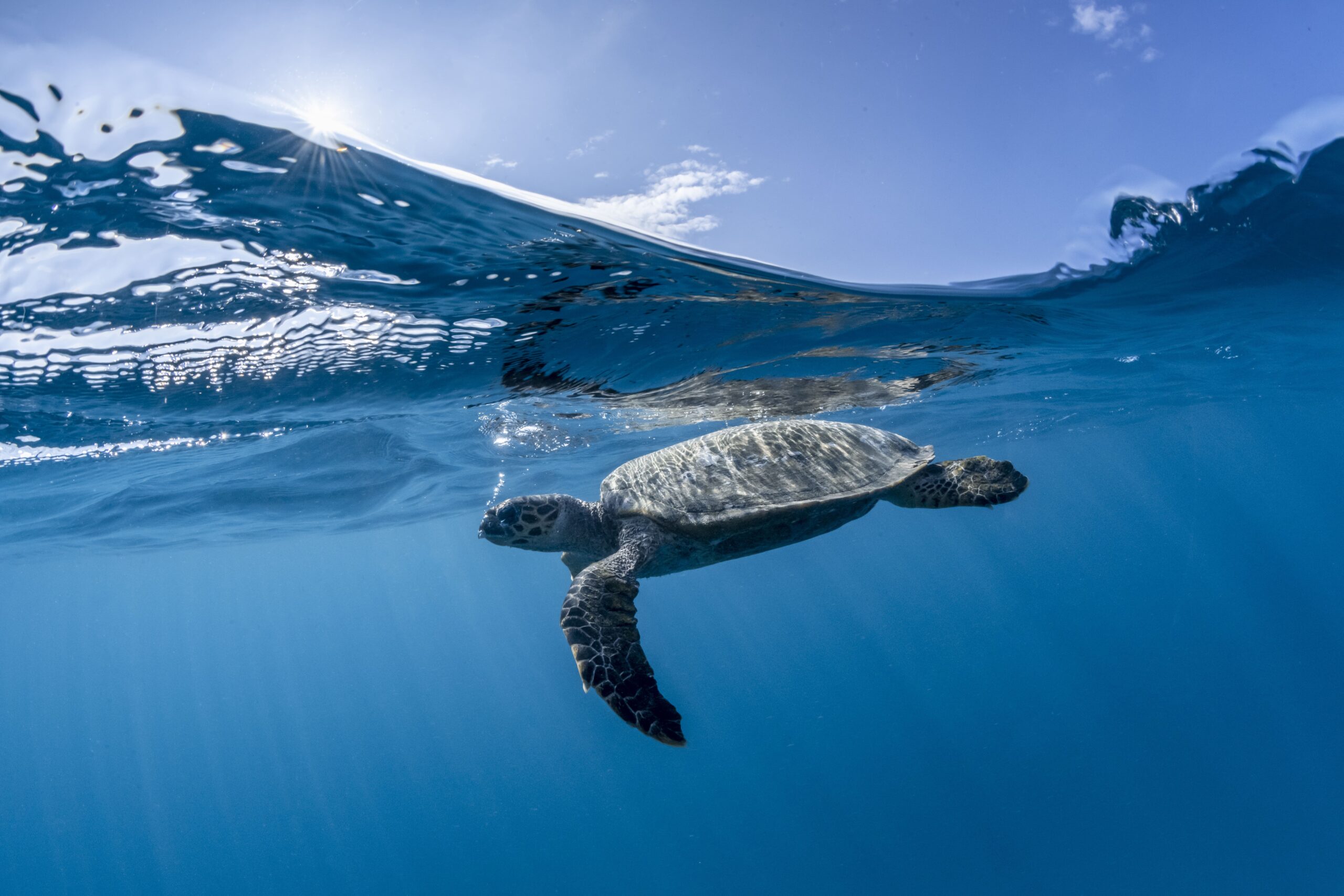 Hawksbill havskildpadde ved husrevet på COMO Cocoa Island