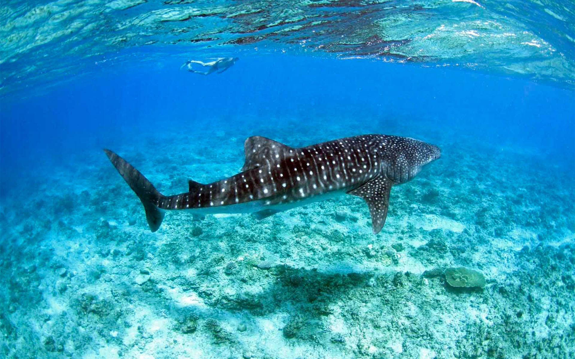 Diamonds Snorkeling Whale Shark